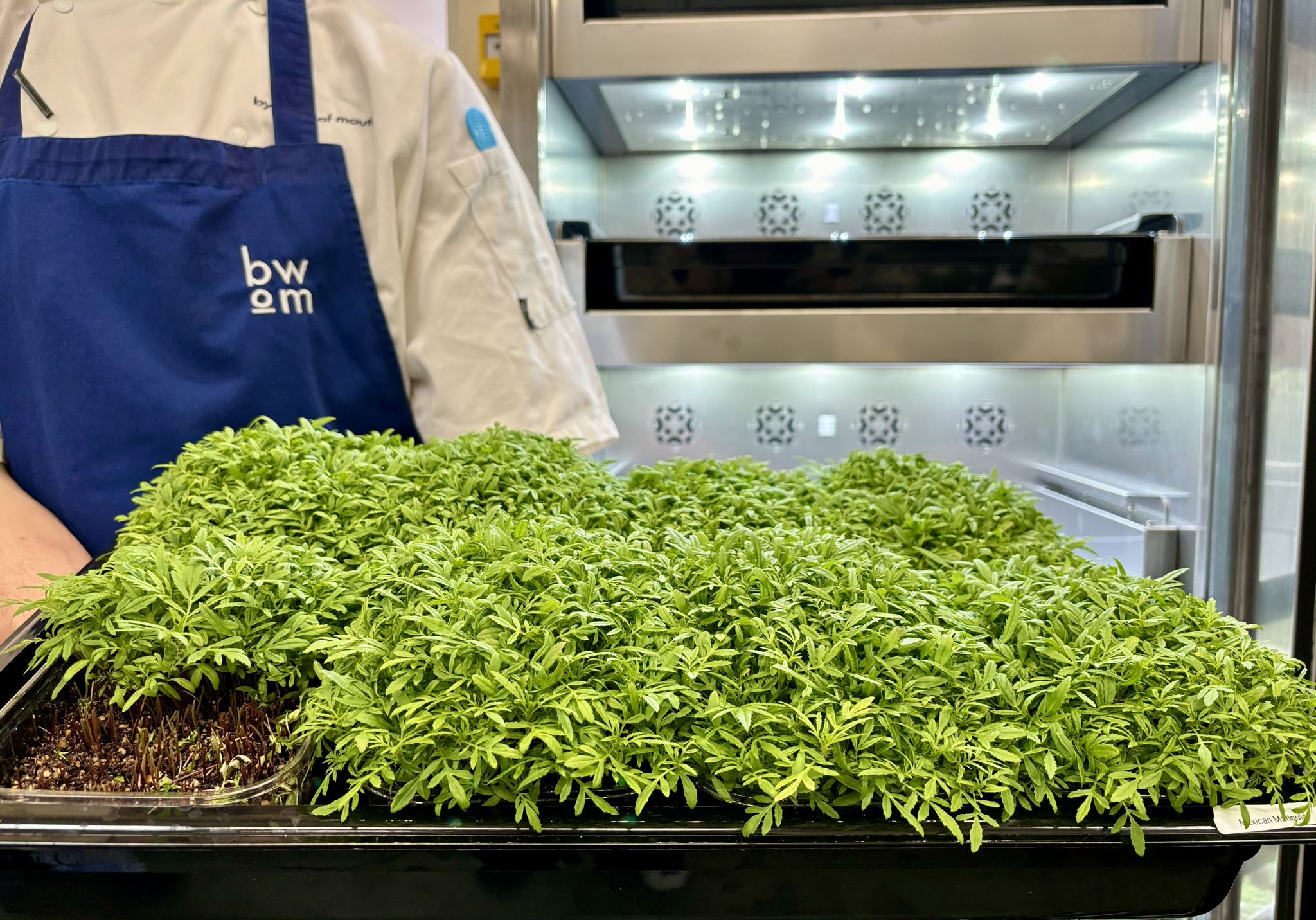 Acting Responsibly, Thinking Sustainably: By Word of Mouth’s journey to Carbon ReductionÂ